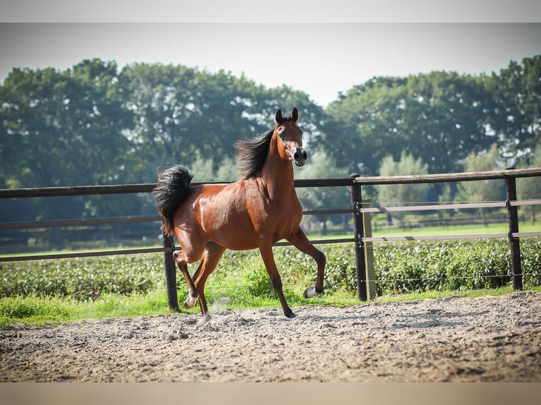 Volbloed Arabier Merrie 5 Jaar 155 cm Bruin in Elsendorp