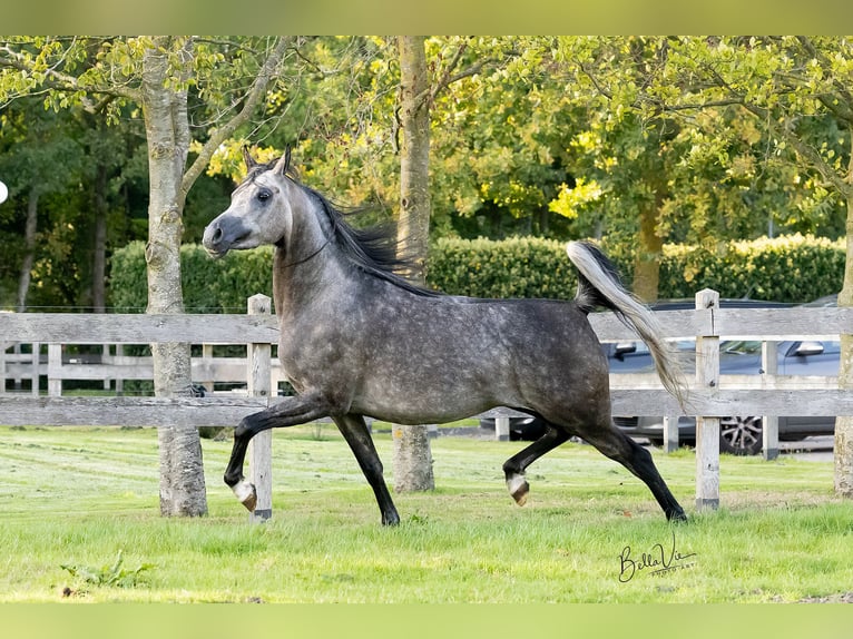 Volbloed Arabier Merrie 5 Jaar 156 cm Schimmel in Vledder