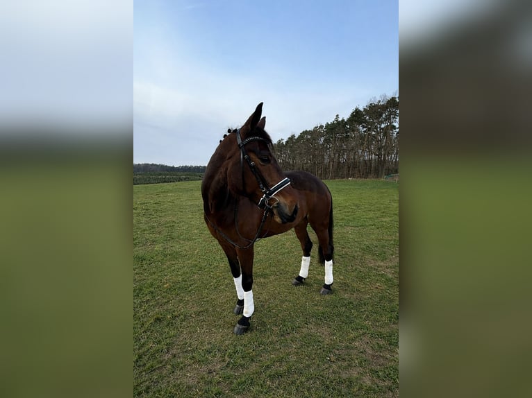 Volbloed Arabier Merrie 5 Jaar 160 cm Bruin in Mühlhausen