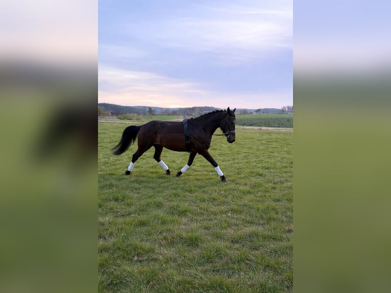 Volbloed Arabier Merrie 5 Jaar 160 cm Bruin in Mühlhausen