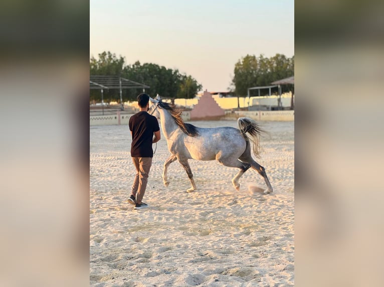 Volbloed Arabier Merrie 5 Jaar Schimmel in Hurghada