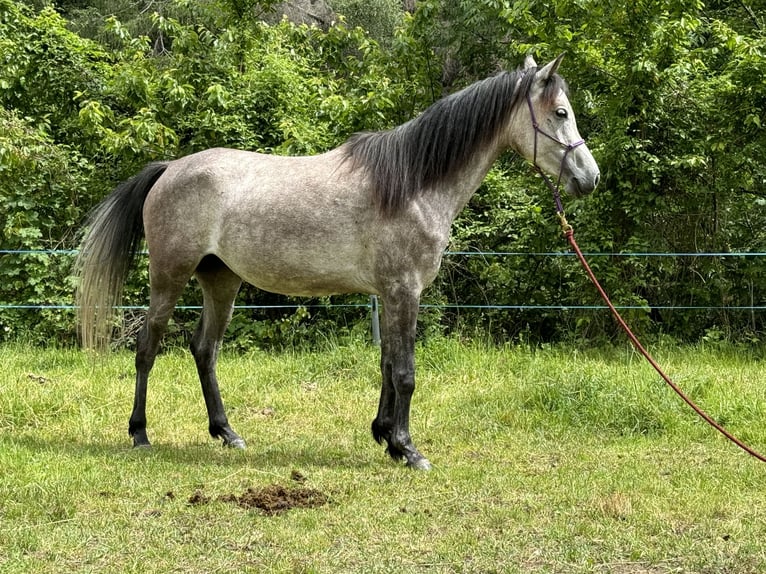 Volbloed Arabier Merrie 6 Jaar 149 cm Zwartschimmel in Turtmann