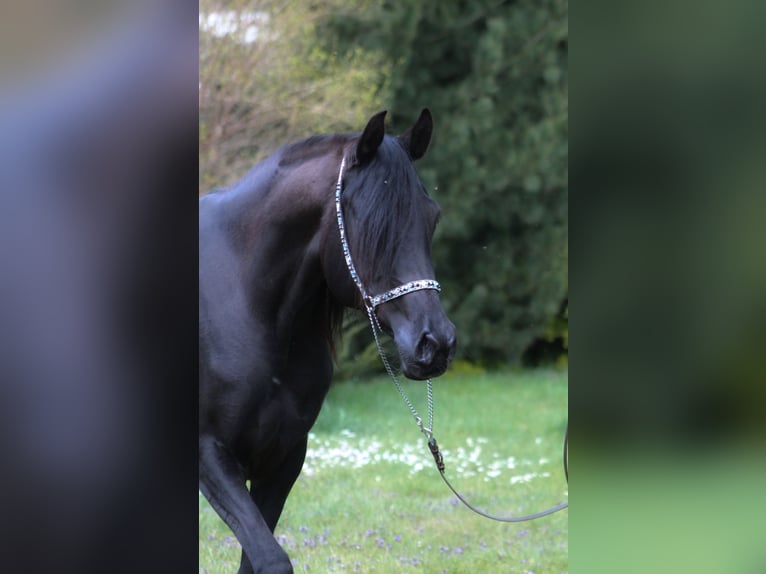 Volbloed Arabier Merrie 6 Jaar 150 cm Zwart in Santok