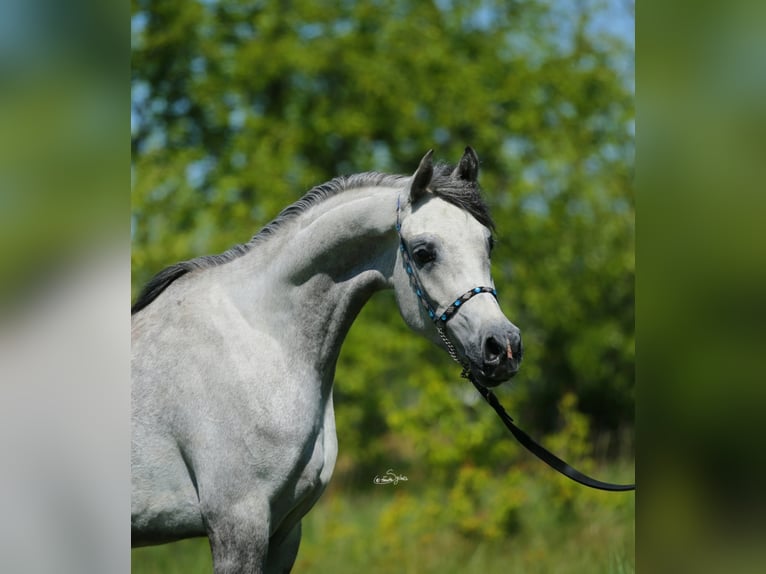 Volbloed Arabier Merrie 6 Jaar 151 cm Schimmel in Lodz