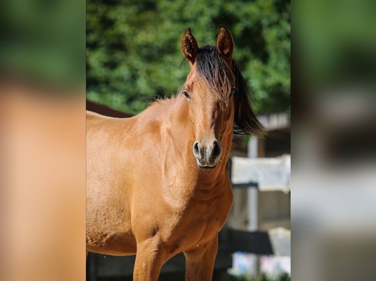 Volbloed Arabier Merrie 6 Jaar 152 cm Bruin in Pastetten