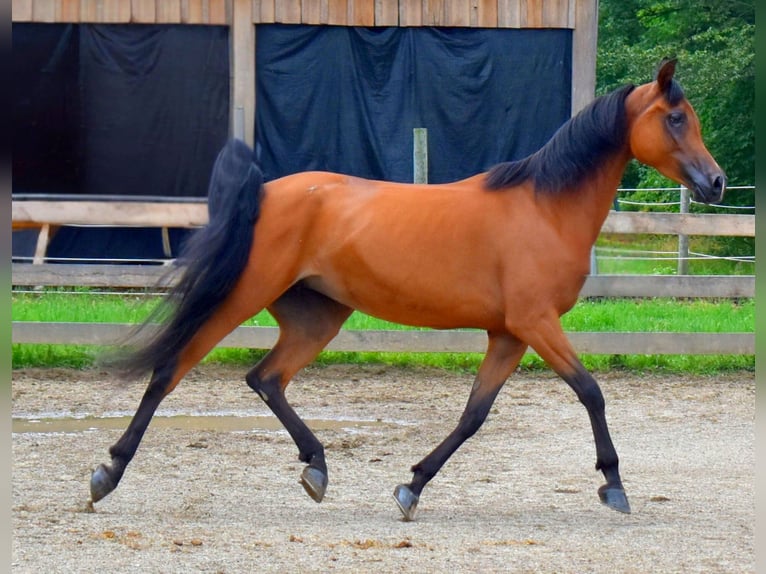 Volbloed Arabier Merrie 6 Jaar 152 cm Roodbruin in Sewickley