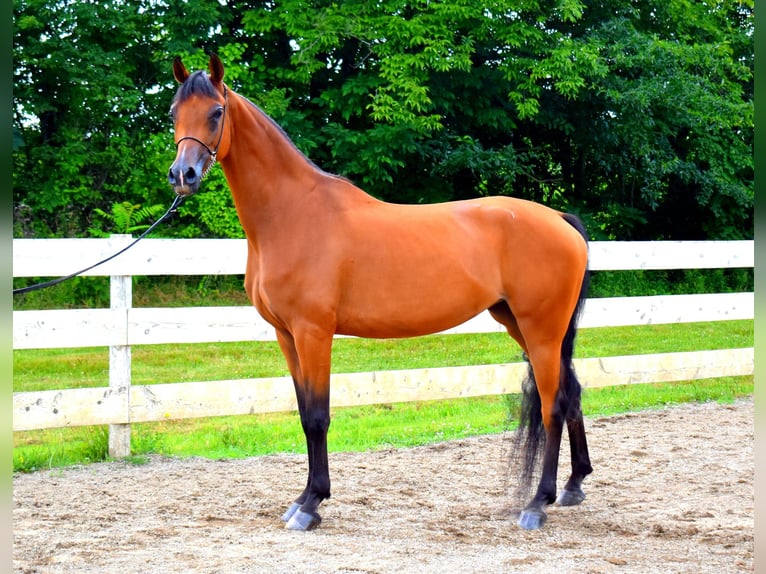 Volbloed Arabier Merrie 6 Jaar 152 cm Roodbruin in Sewickley