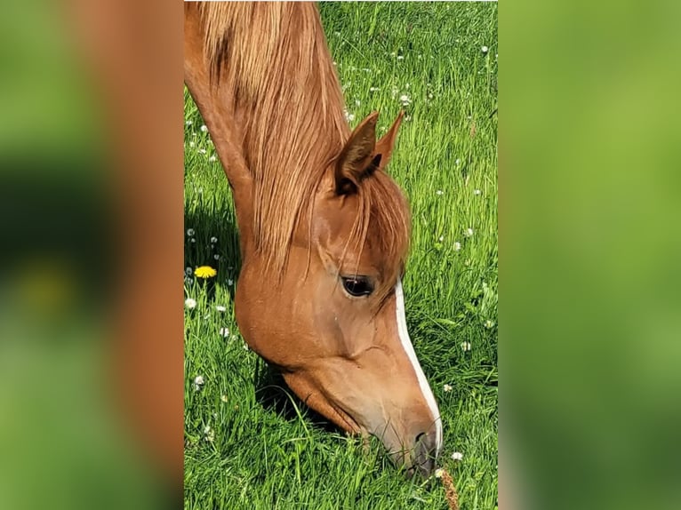 Volbloed Arabier Merrie 6 Jaar 152 cm Vos in Moers