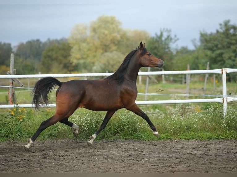 Volbloed Arabier Merrie 6 Jaar 153 cm Bruin in LODZ