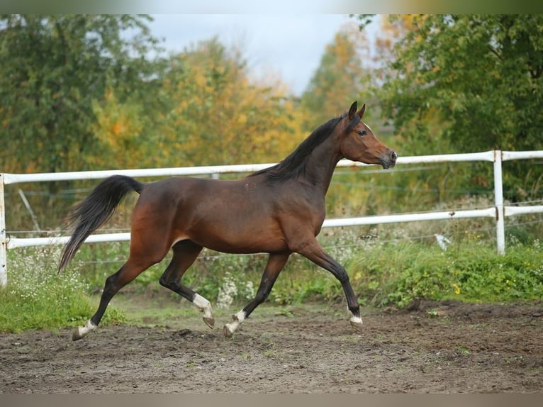 Volbloed Arabier Merrie 6 Jaar 153 cm Bruin in LODZ