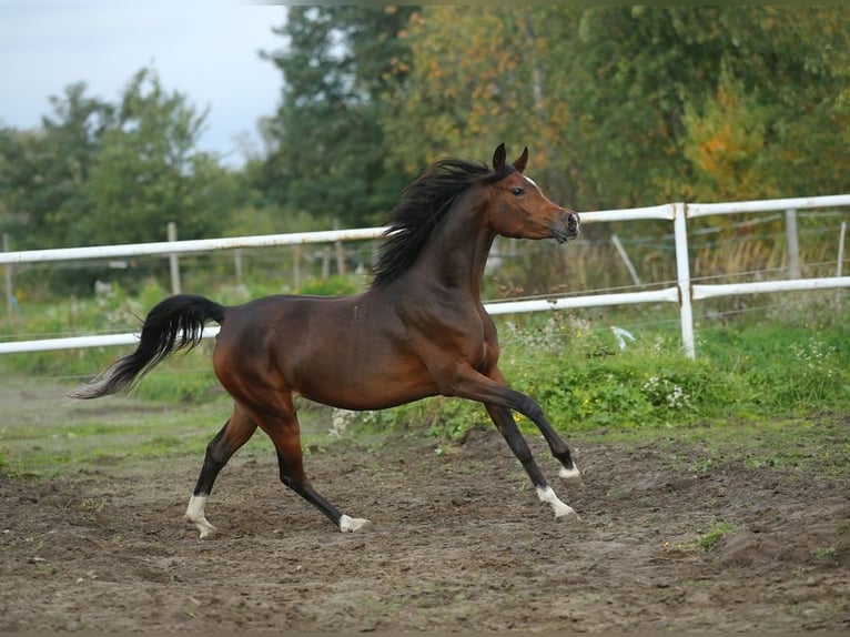 Volbloed Arabier Merrie 6 Jaar 153 cm Bruin in LODZ