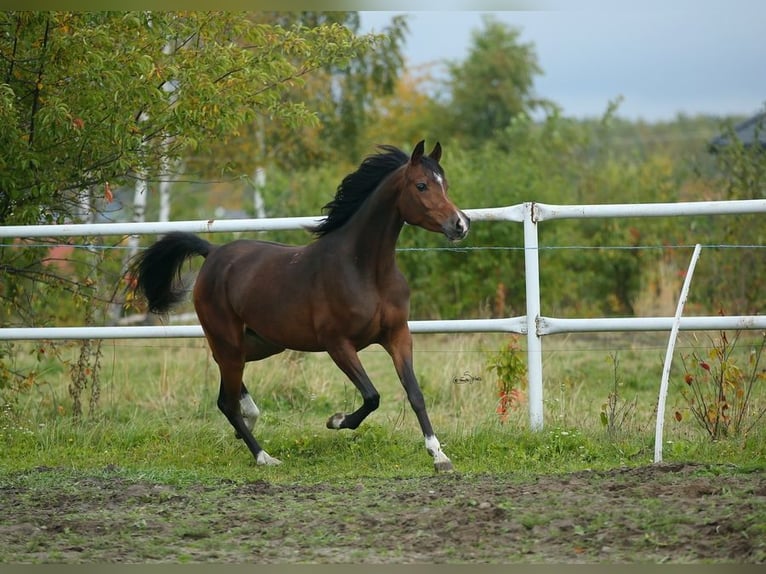 Volbloed Arabier Merrie 6 Jaar 153 cm Bruin in LODZ