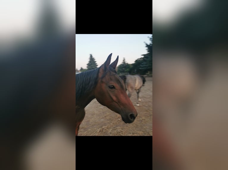 Volbloed Arabier Merrie 6 Jaar 153 cm Donkerbruin in Jüterbog