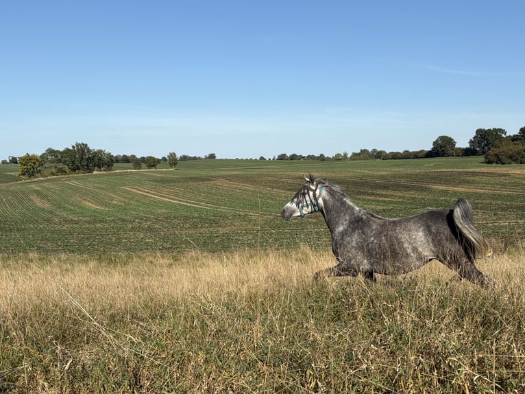 Volbloed Arabier Merrie 6 Jaar 154 cm Appelschimmel in Hohenkirchen / OT Manderow