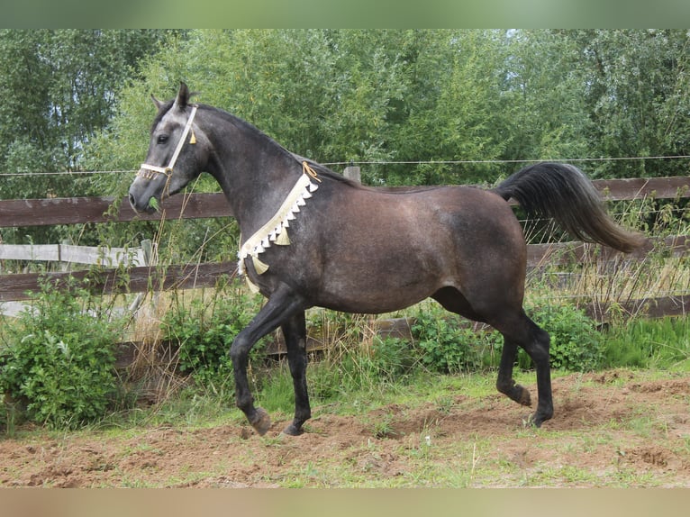 Volbloed Arabier Merrie 6 Jaar 154 cm Appelschimmel in Hohenkirchen / OT Manderow