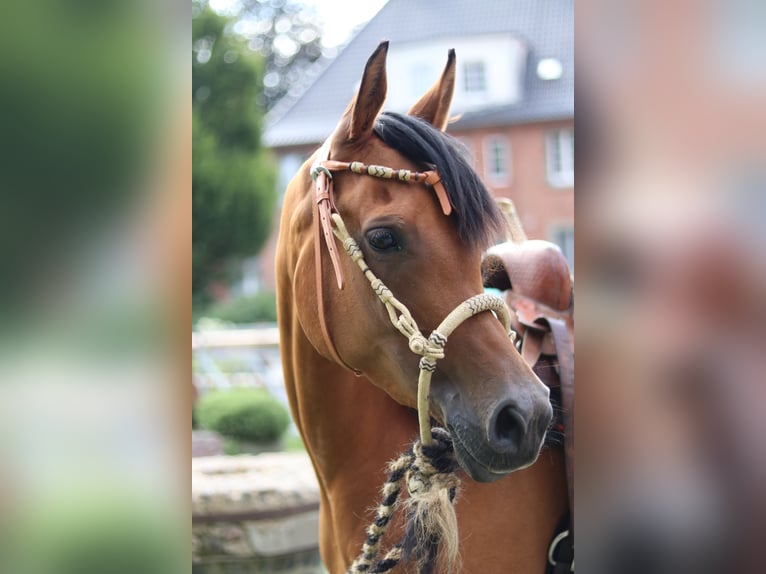 Volbloed Arabier Merrie 6 Jaar 154 cm Bruin in Geseke