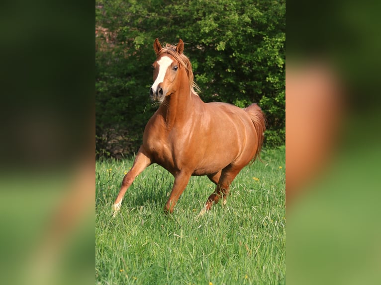 Volbloed Arabier Merrie 6 Jaar 154 cm Vos in Ursensollen
