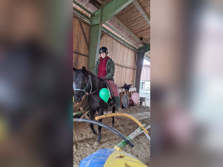 Volbloed Arabier Merrie 6 Jaar 154 cm Zwart in Mengen