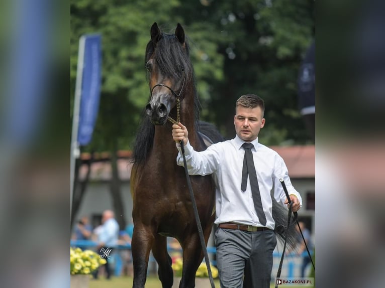 Volbloed Arabier Merrie 6 Jaar 155 cm Donkerbruin in Bełżyce