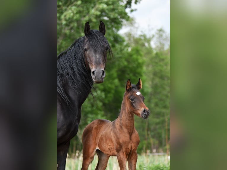 Volbloed Arabier Merrie 6 Jaar 155 cm Donkerbruin in Bełżyce