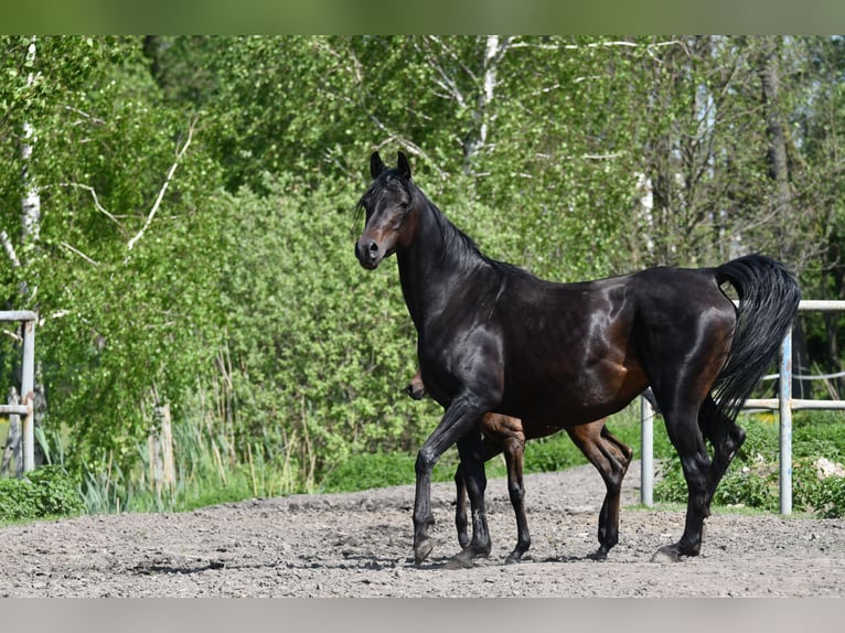 Volbloed Arabier Merrie 6 Jaar 155 cm Donkerbruin in Bełżyce