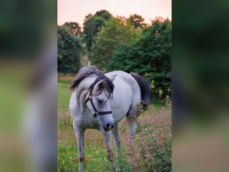 Volbloed Arabier Merrie 6 Jaar 155 cm Schimmel in Mariagerfjord