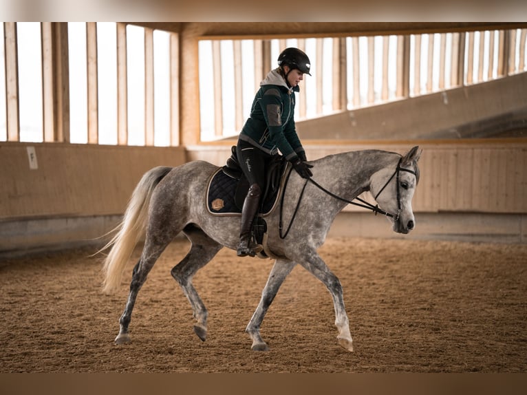 Volbloed Arabier Merrie 6 Jaar 155 cm Schimmel in Amtzell