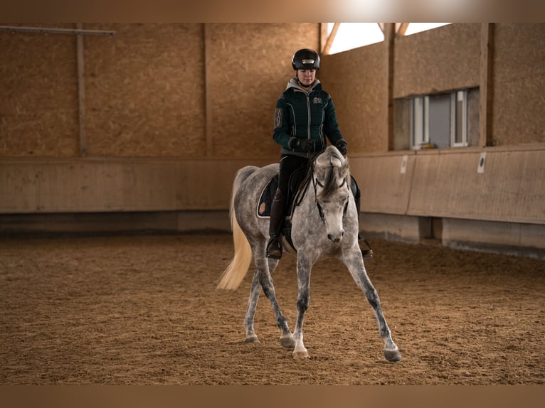 Volbloed Arabier Merrie 6 Jaar 155 cm Schimmel in Amtzell