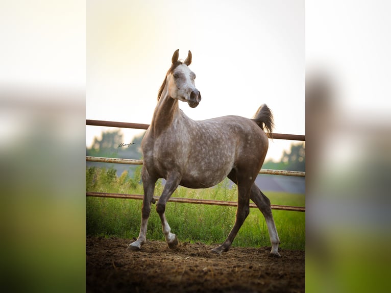 Volbloed Arabier Merrie 6 Jaar 155 cm Schimmel in Stryków