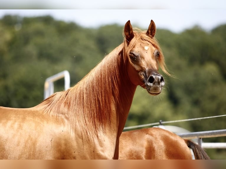 Volbloed Arabier Merrie 6 Jaar 155 cm Vos in Leutershausen