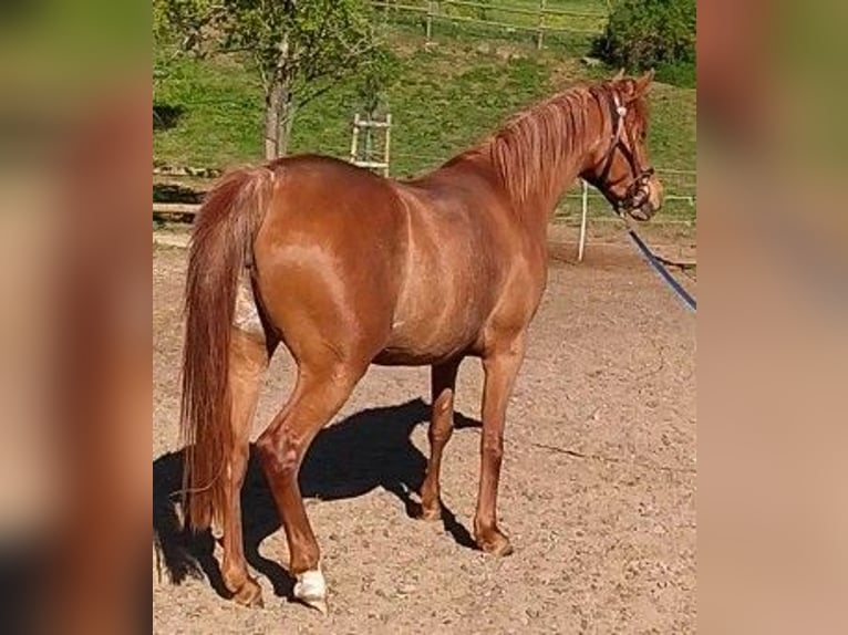 Volbloed Arabier Merrie 6 Jaar 155 cm Vos in Lautertal
