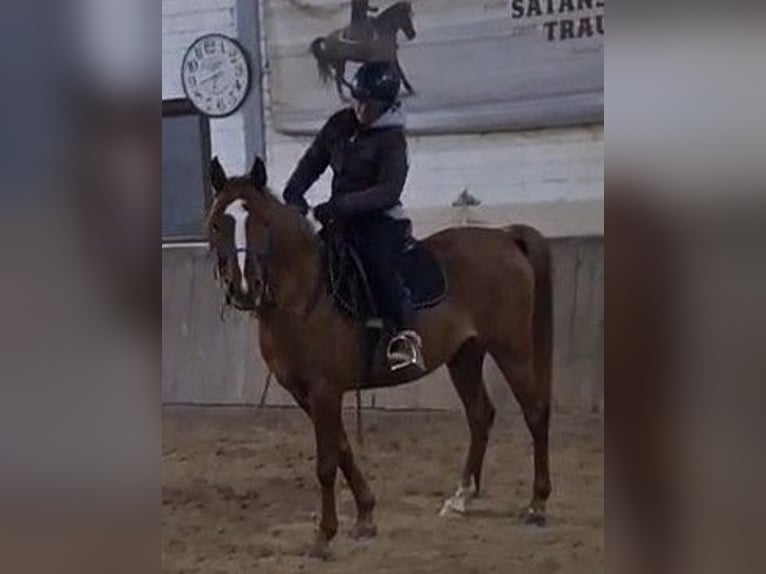 Volbloed Arabier Merrie 6 Jaar 155 cm Vos in Lautertal