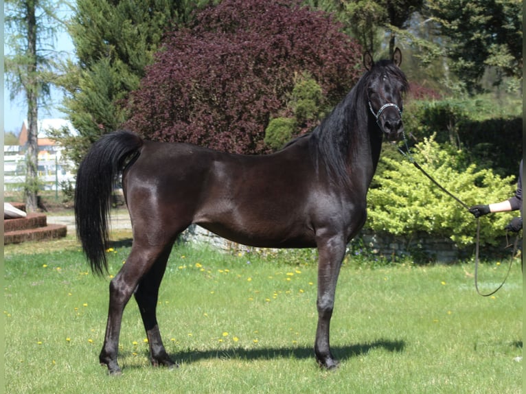 Volbloed Arabier Merrie 6 Jaar 155 cm Zwart in Santok