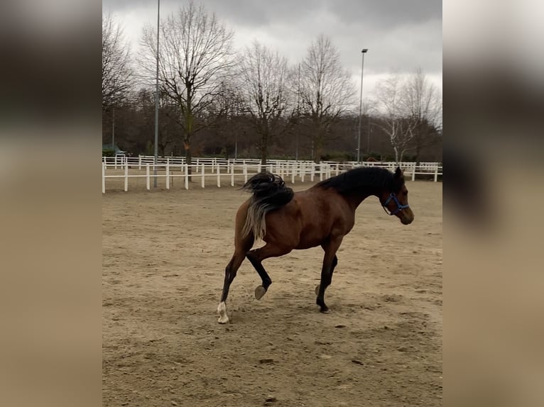 Volbloed Arabier Merrie 6 Jaar Bruin in Borsano
