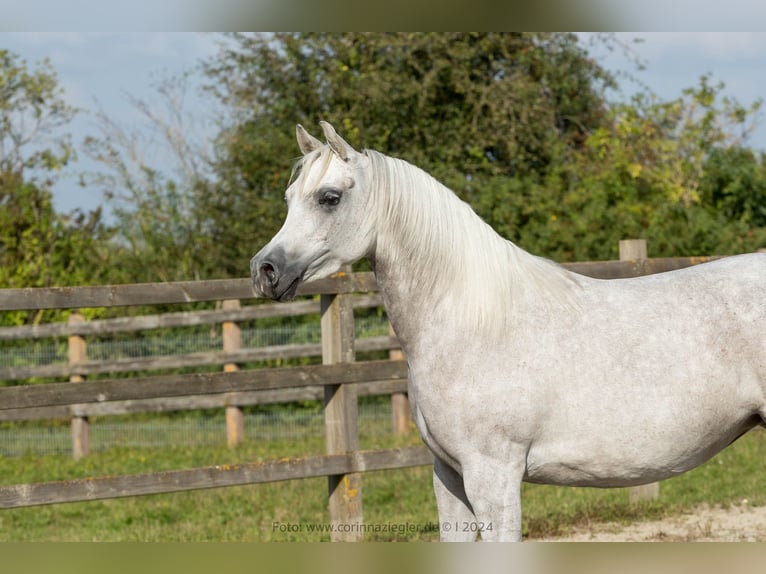 Volbloed Arabier Merrie 6 Jaar Schimmel in Nellingen