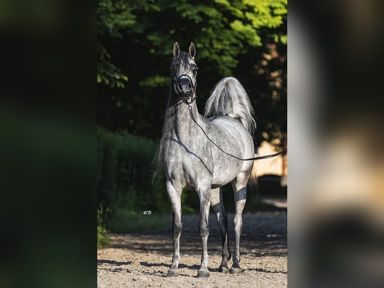 Volbloed Arabier Merrie 6 Jaar Schimmel in Kazimierz Dolny