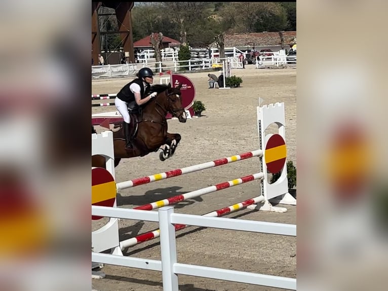 Volbloed Arabier Merrie 7 Jaar 147 cm Roodbruin in Brunete