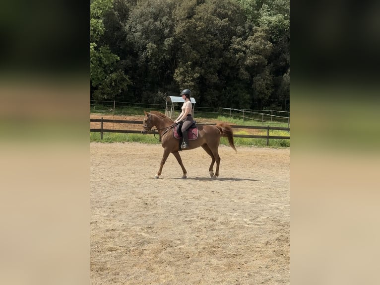 Volbloed Arabier Merrie 7 Jaar 148 cm Vos in Pedrinya (Ajuntament Crespia)