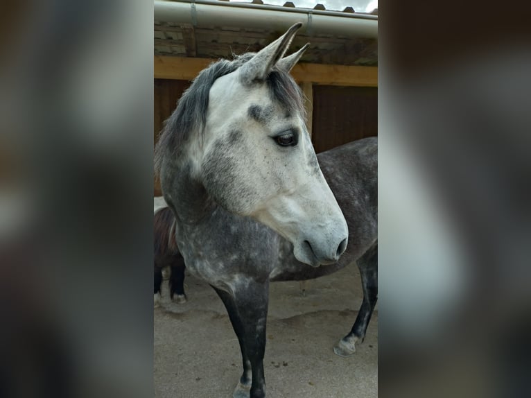Volbloed Arabier Mix Merrie 7 Jaar 150 cm Appelschimmel in Uffing am Staffelsee