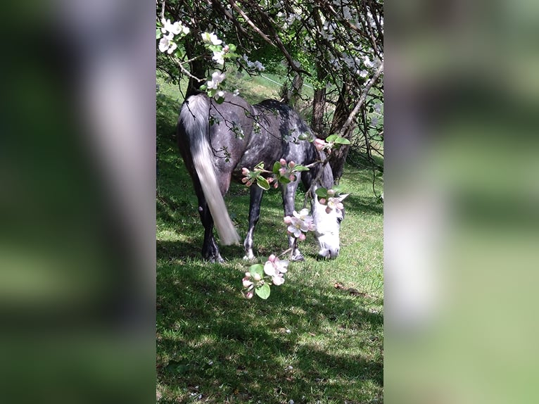 Volbloed Arabier Mix Merrie 7 Jaar 150 cm Appelschimmel in Uffing am Staffelsee