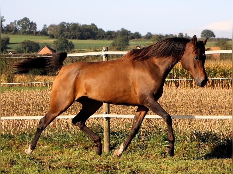 Volbloed Arabier Merrie 7 Jaar 150 cm Donkerbruin in Kehl