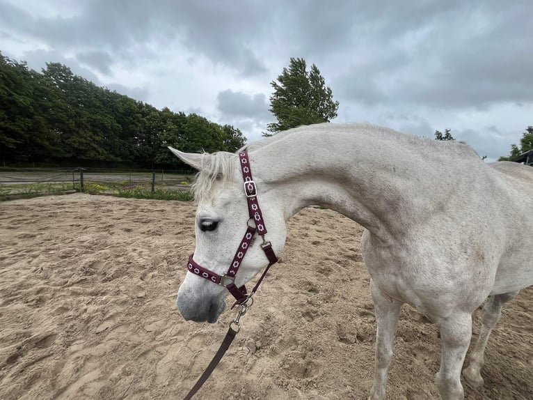 Volbloed Arabier Merrie 7 Jaar 150 cm Schimmel in Rockanje