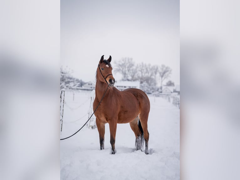 Volbloed Arabier Merrie 7 Jaar 152 cm Bruin in Senden