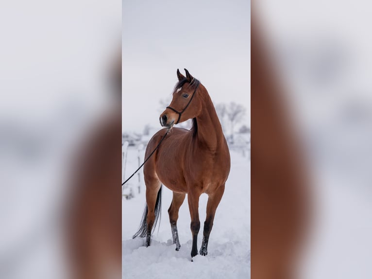 Volbloed Arabier Merrie 7 Jaar 152 cm Bruin in Senden