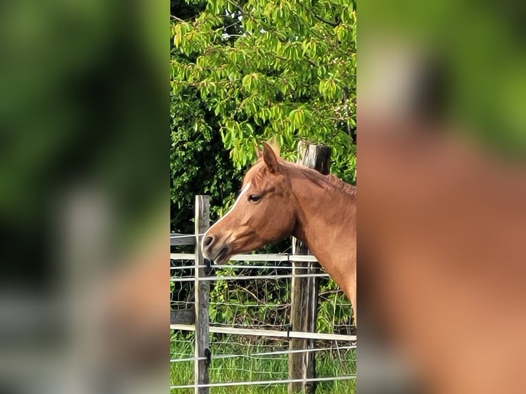 Volbloed Arabier Merrie 7 Jaar 152 cm Vos in Moers