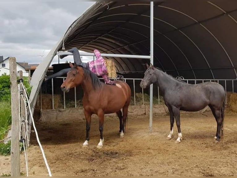 Volbloed Arabier Merrie 7 Jaar 152 cm Zwart in Hochborn