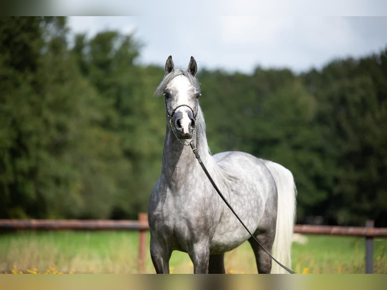Volbloed Arabier Merrie 7 Jaar 154 cm Schimmel in Goulven