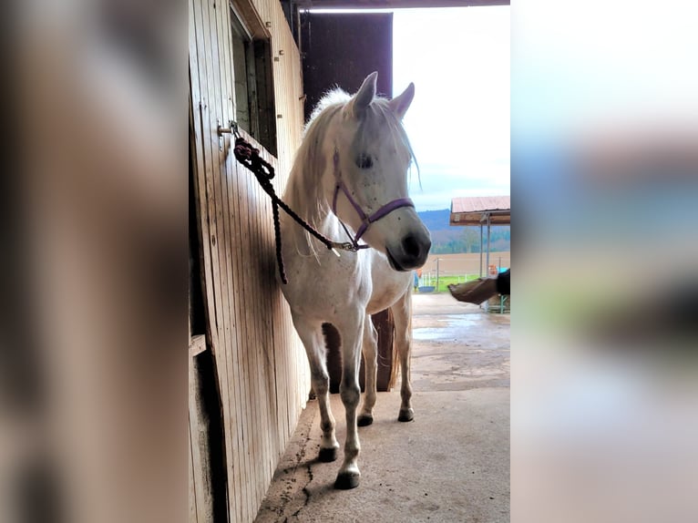 Volbloed Arabier Merrie 7 Jaar 154 cm Vliegenschimmel in Remseck am Neckar
