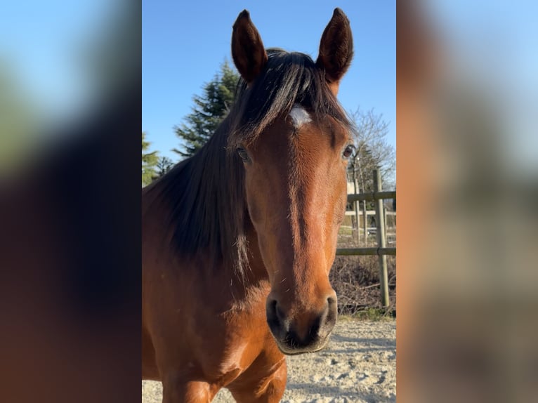 Volbloed Arabier Merrie 7 Jaar 155 cm Bruin in Penthaz