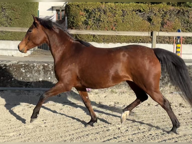 Volbloed Arabier Merrie 7 Jaar 155 cm Bruin in Penthaz